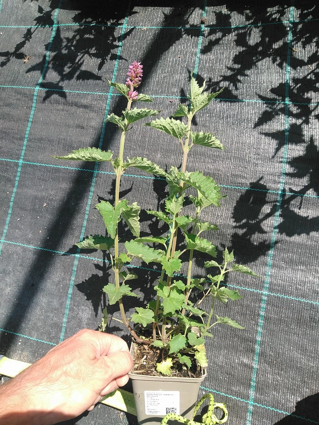 Agastache Danish Delight - 24. 6. 2025