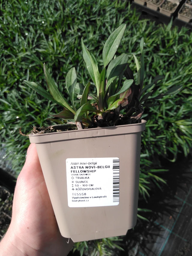 Syysasteri Fellowship - 2024