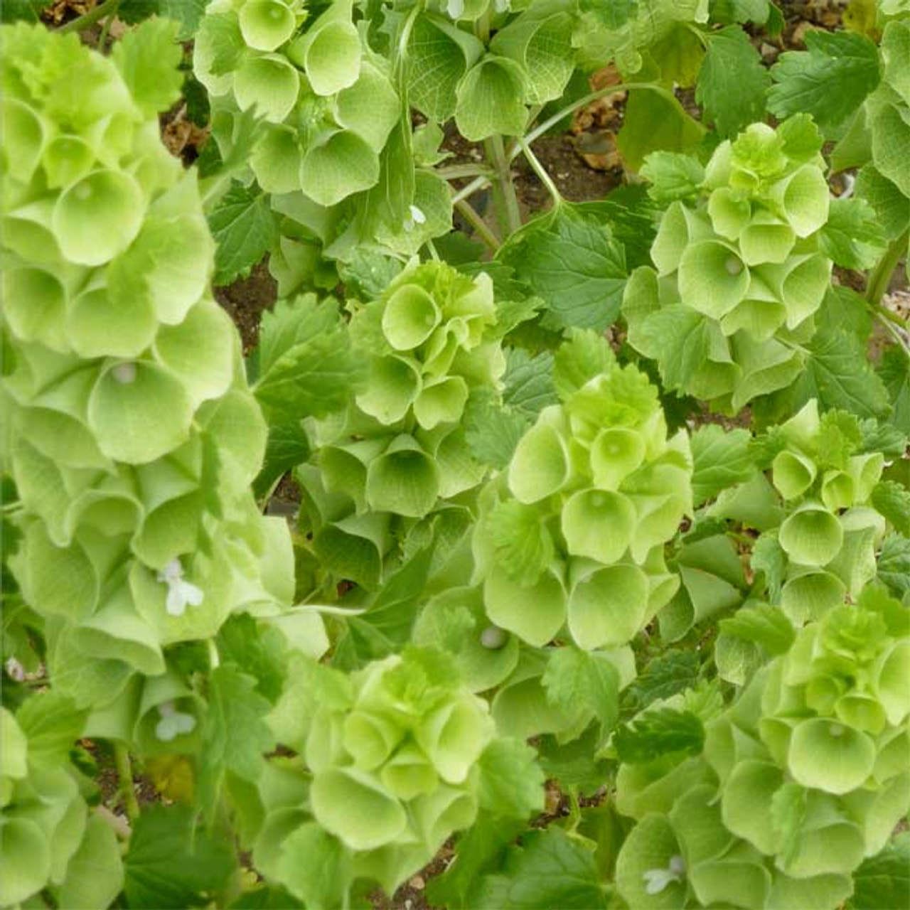 Kotilokukka Pixie Bells, Loukykvět