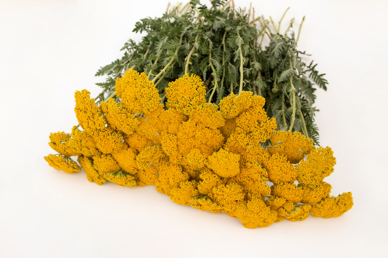 Siankärsämö Parkers Varietät, Loukykvět