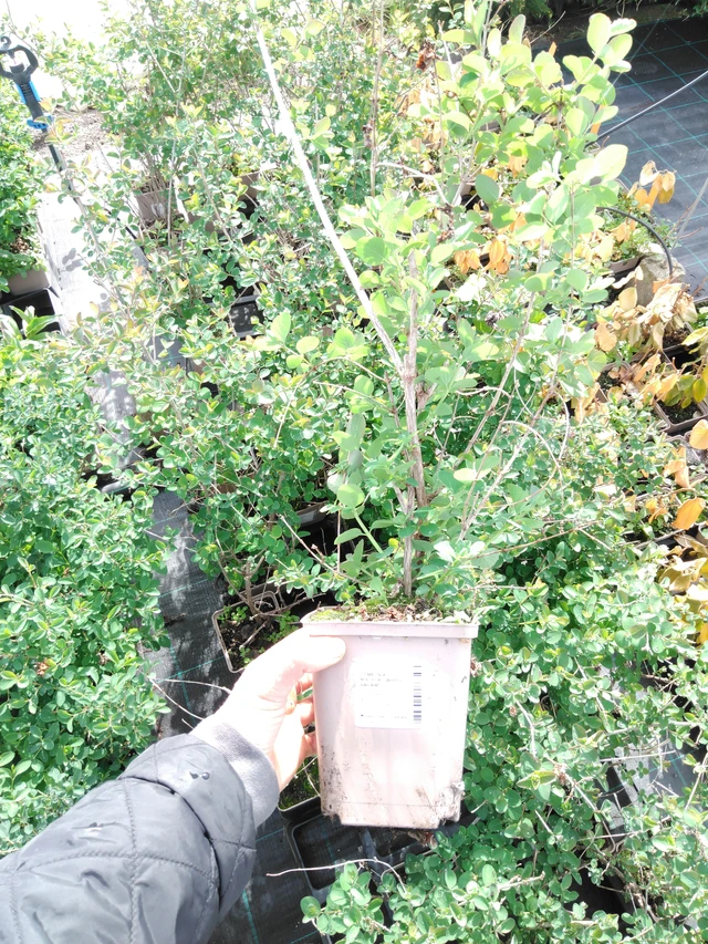 Sinforicarpus Magical White Dream - 2024