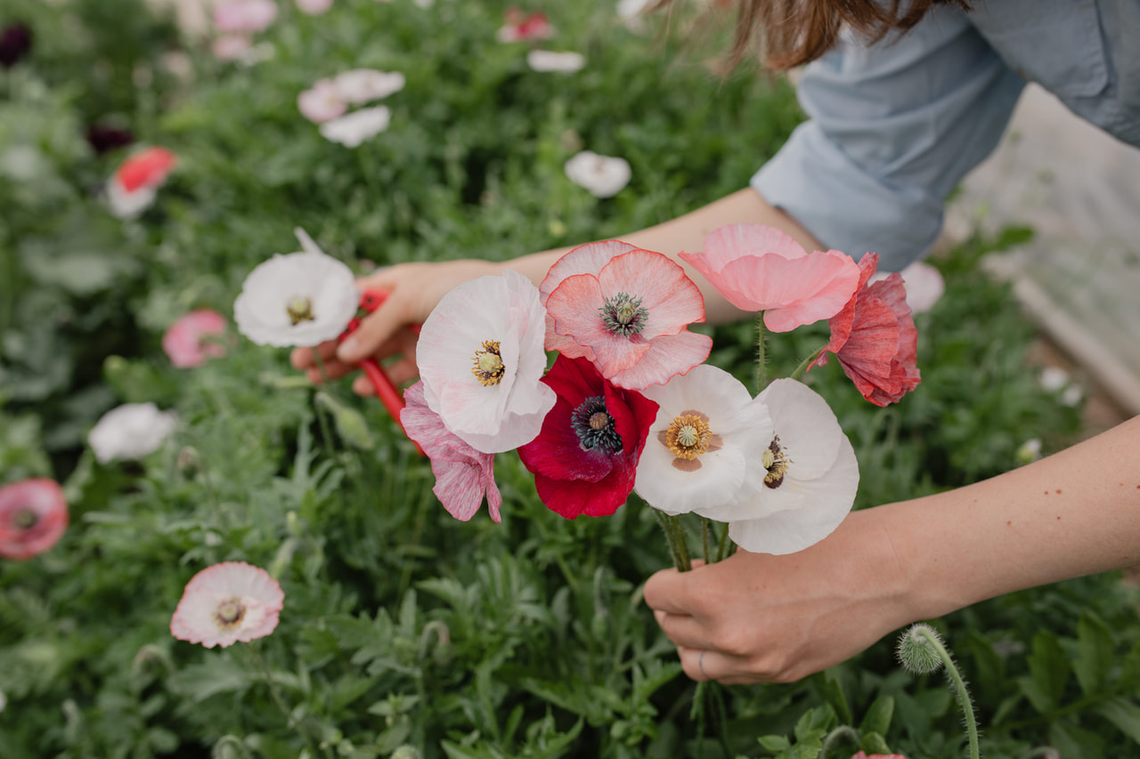 Klaproos Mother of Pearl, Loukykvět