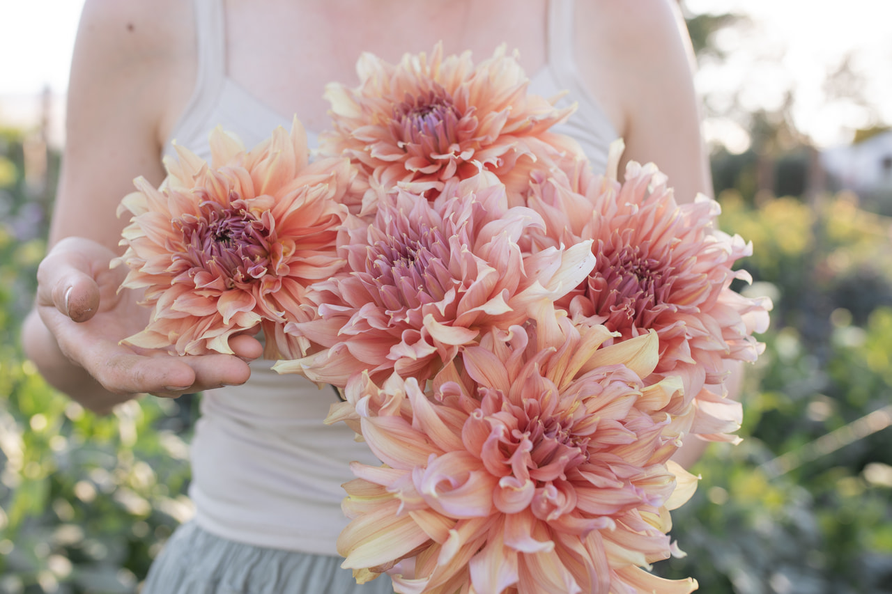 Daalia Fairway Spur, Loukykvět