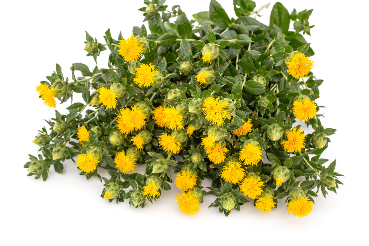 Saffloer Yellow Grenade, Loukykvět