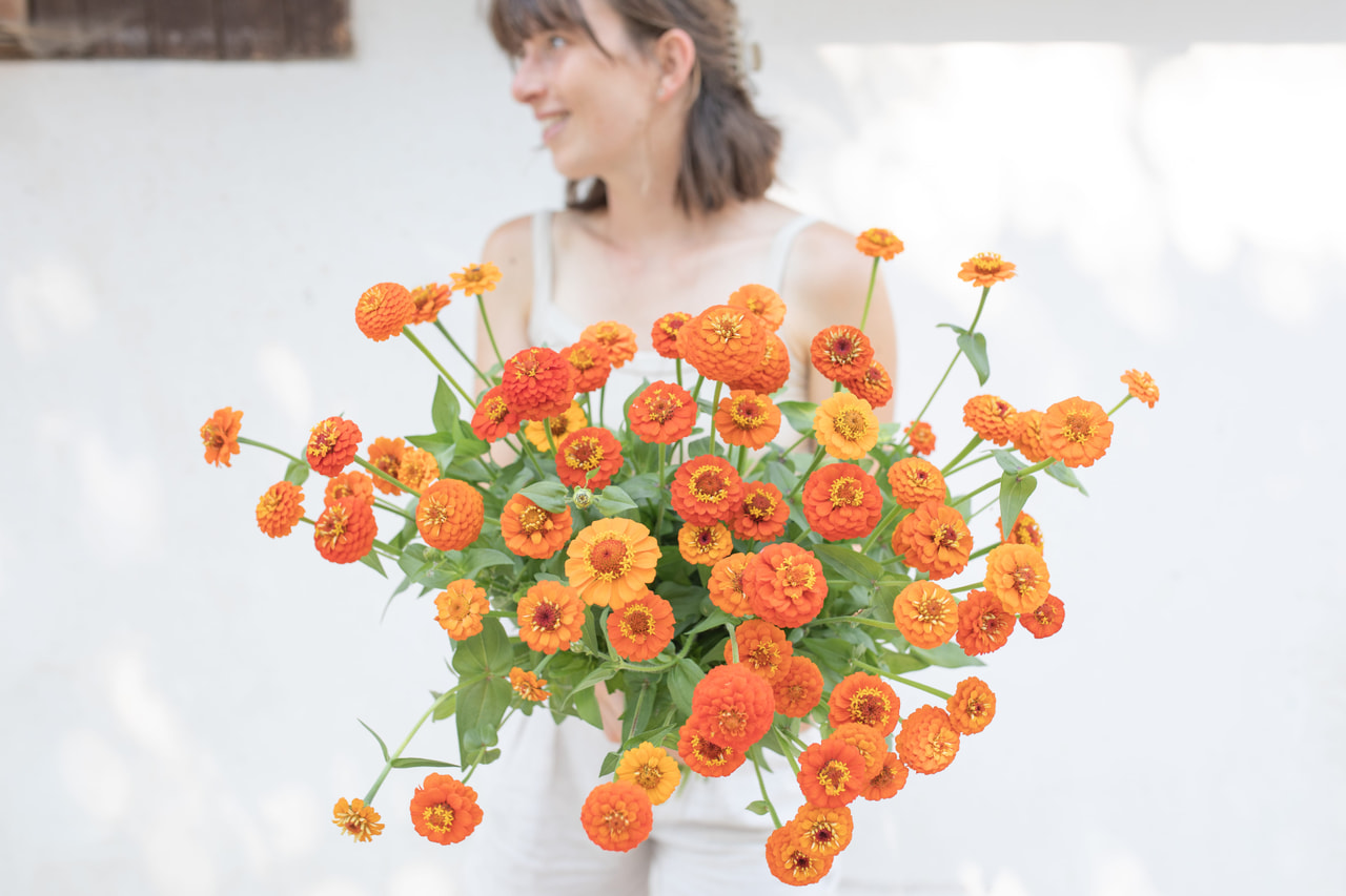 Zinnia Lilliput Orange, Loukykvět