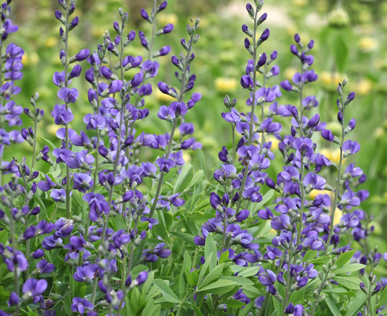 Baptisia Indigo Sky, Loukykvět