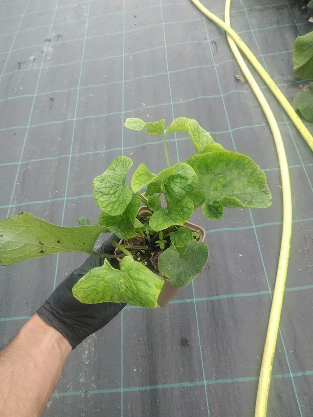 Brunnera macrophylla - 10. 9. 2025