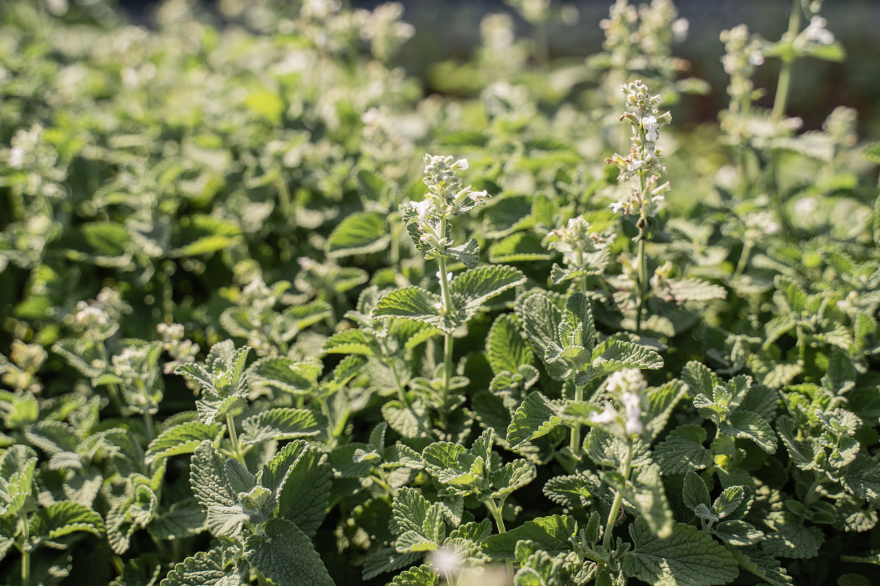 Kissanminttu Alba, Loukykvět