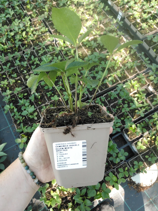 Jouluruusu Double Ellen White Spotted - 2024