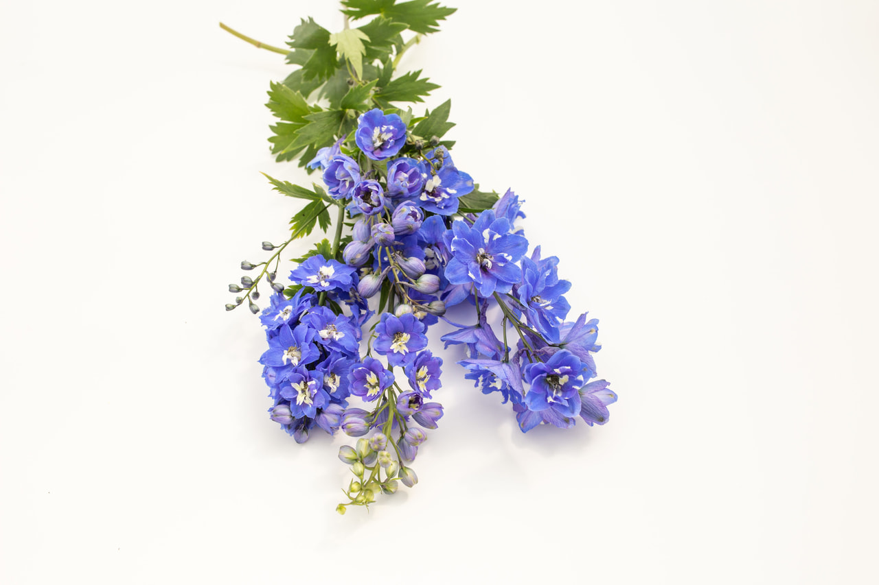 Delphinium Magic Fountains Mix, Loukykvět
