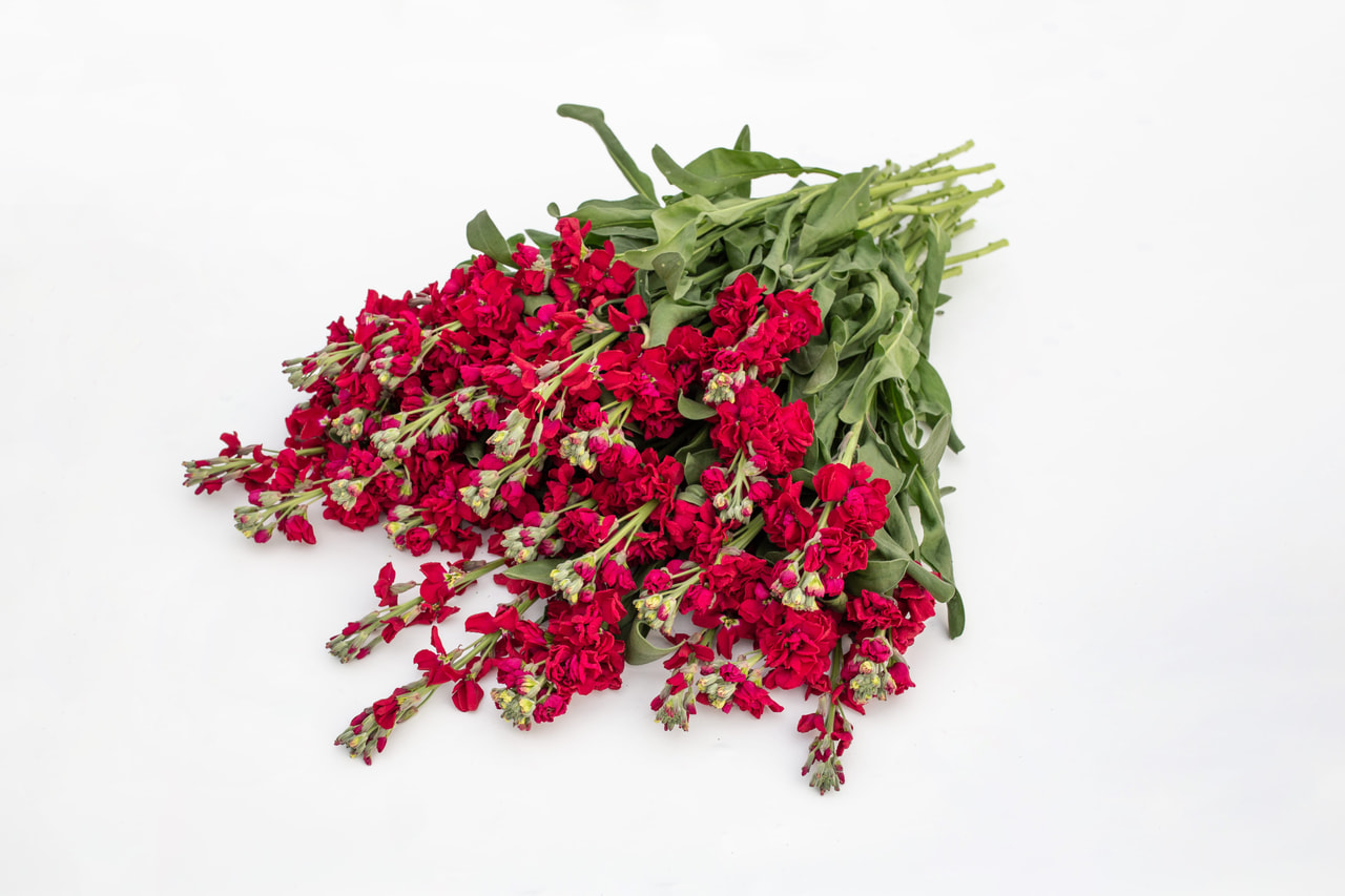 Alhelí Katz Ruby, Loukykvět