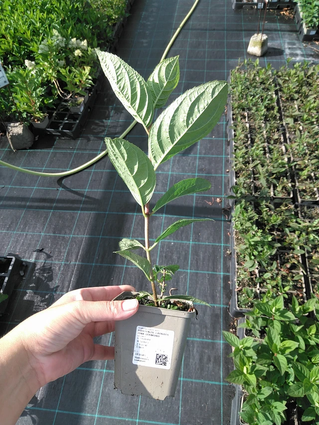 Syyshortensia Pink Diamond - 11. 7. 2025