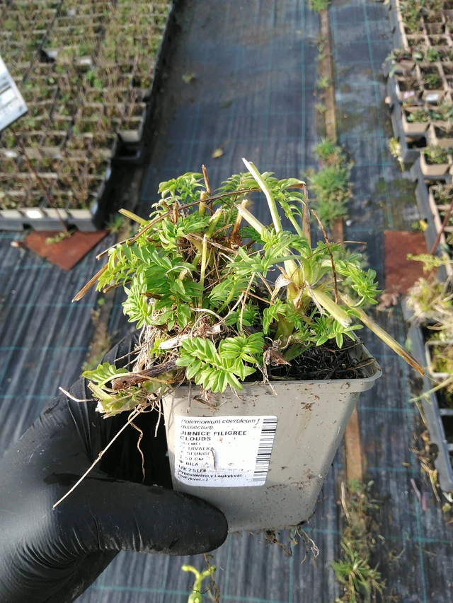 Sinilatva Filigree Clouds - 31. 10. 2025