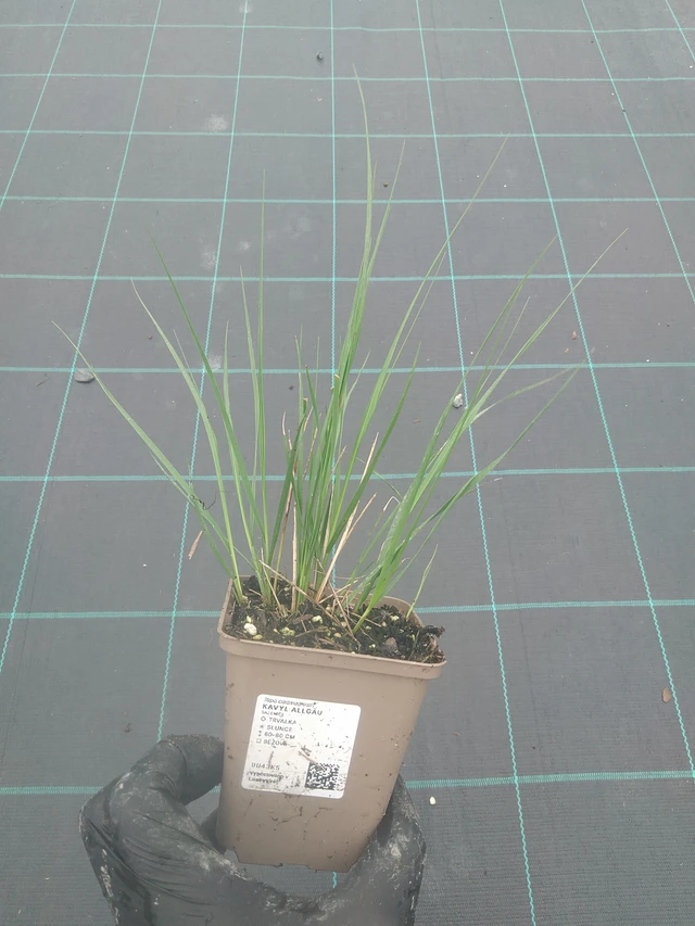 Fjergræs Allgäu - 4. 8. 2025