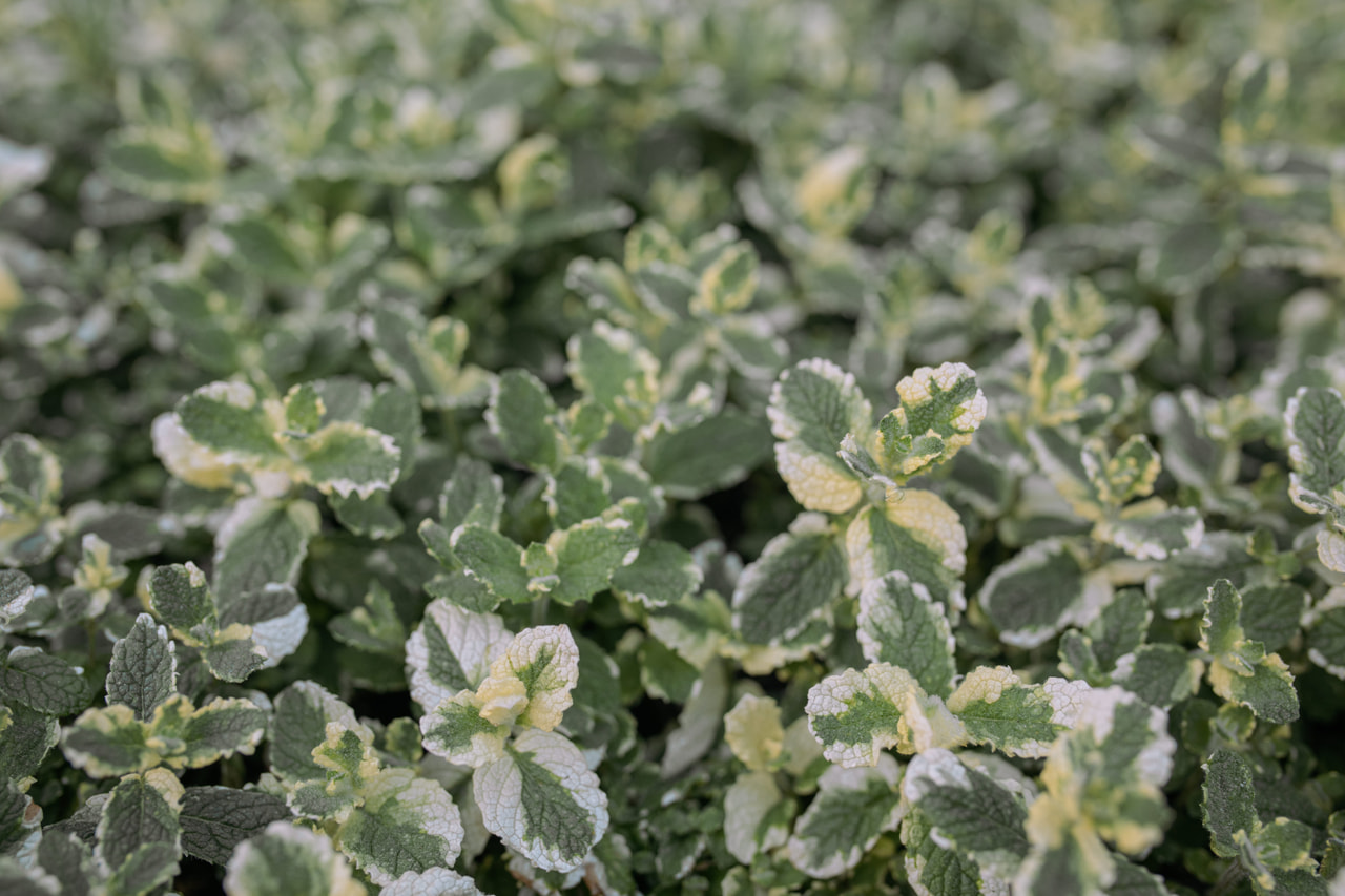 Minttu Variegata, Loukykvět