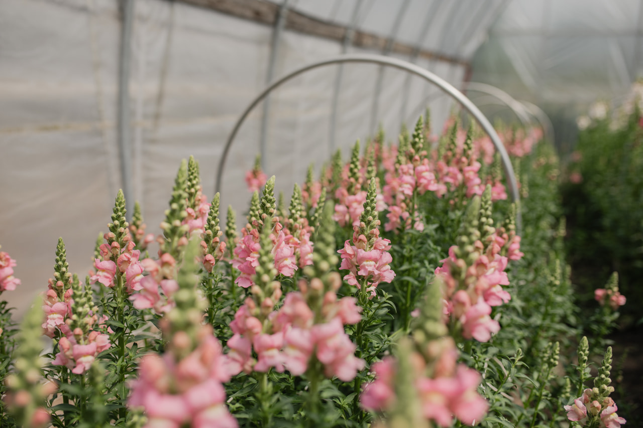 Leijonankita Costa Light Rose, Loukykvět