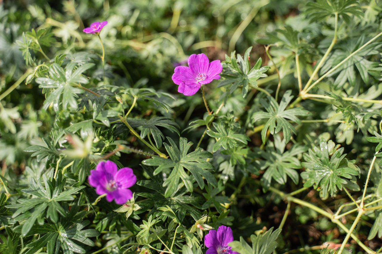 Verikurjenpolvi, Loukykvět