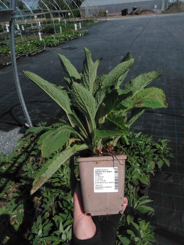 Sormustinkukka Pam’s Choice - 13. 5. 2025