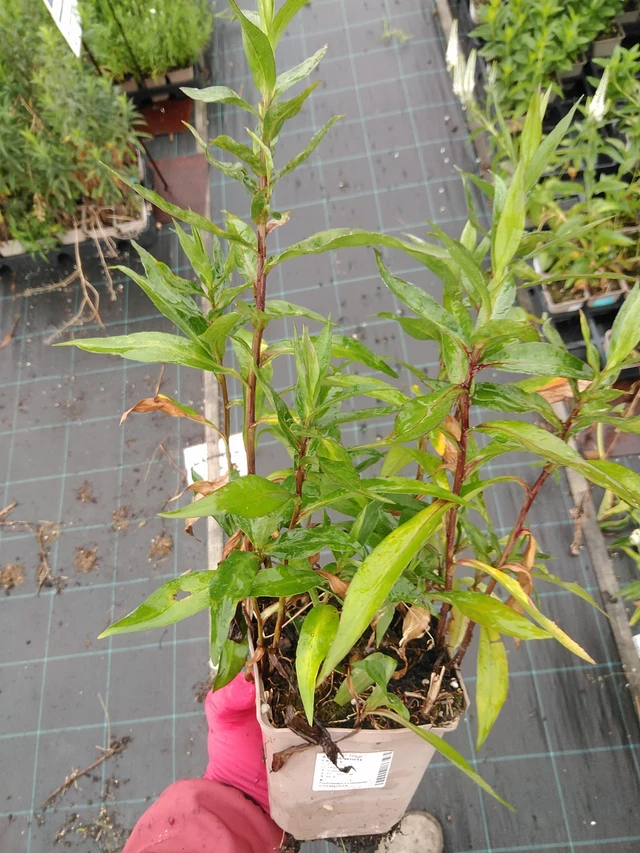 Syysasteri White Ladies - 8. 7. 2025