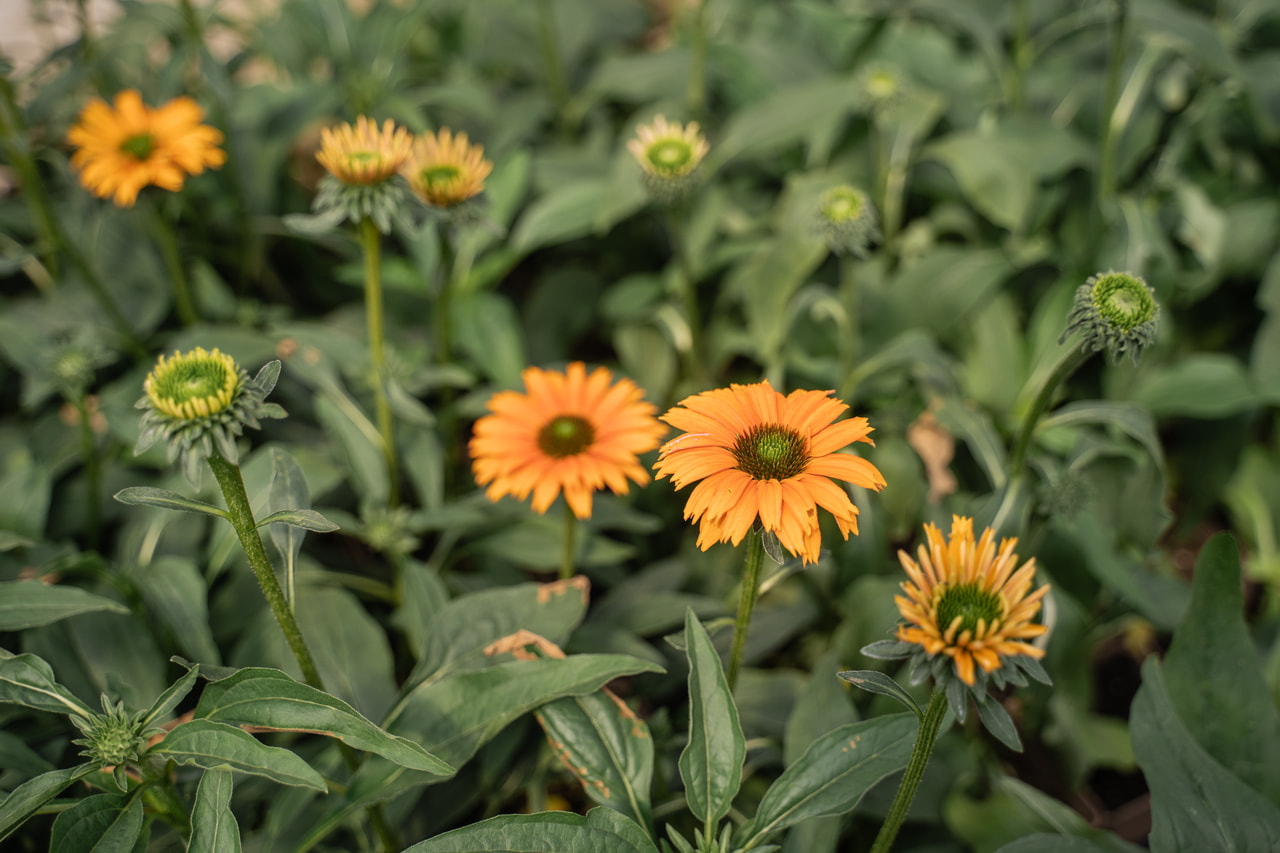 Echinacea SunSeekers Mineola, Loukykvět