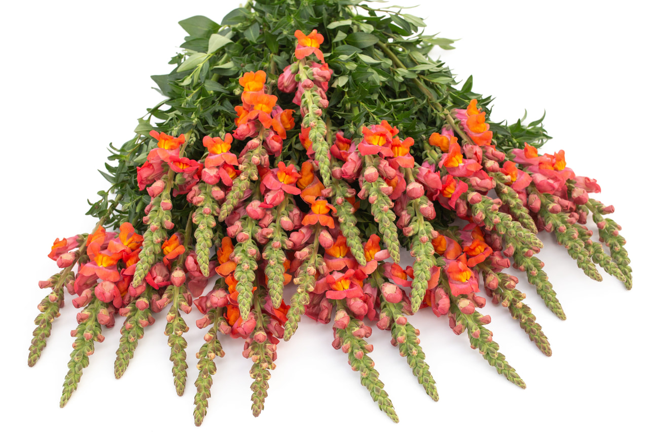 Leeuwenbek Maryland Orange, Loukykvět