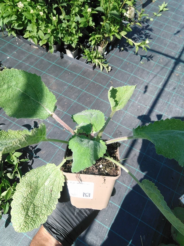 Salvia sclarea - 19. 8. 2025