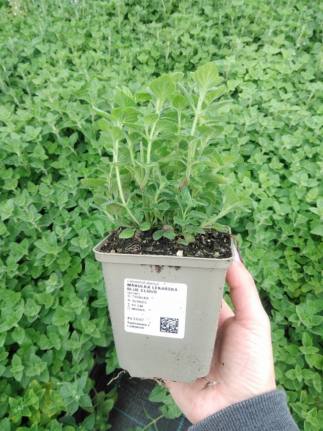 Käenminttu Blue Cloud - 9. 6. 2025