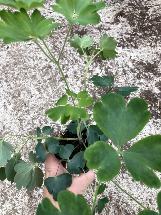 Aguileña Christa Barlow - 2024