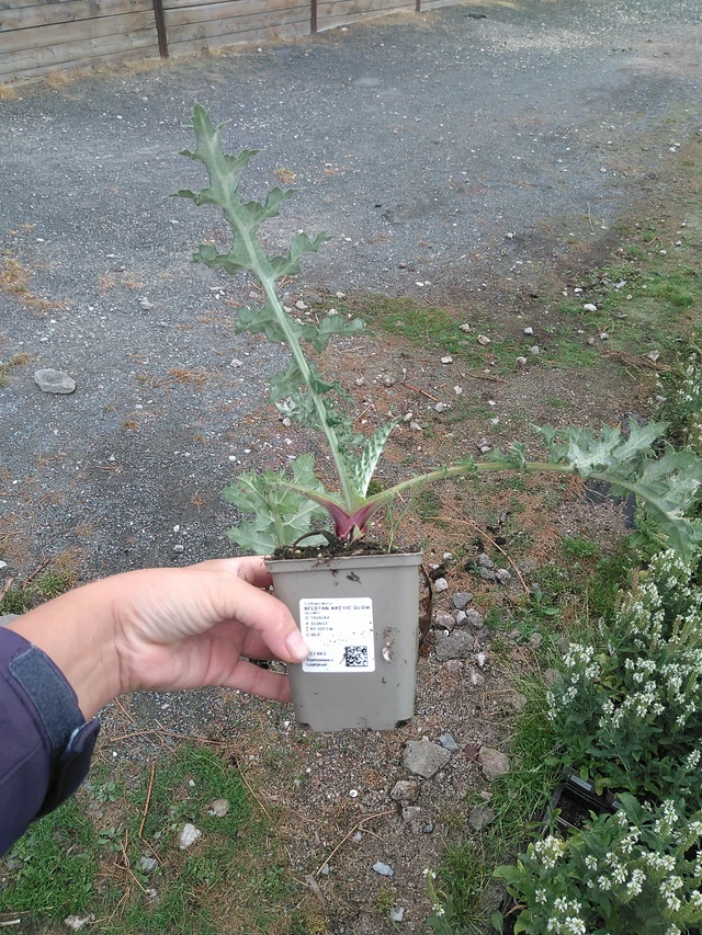 Pallo-ohdake Arctic Glow - 11. 7. 2025