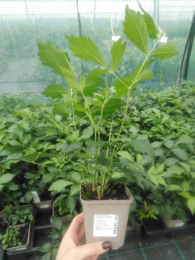 Jaloangervo Europa - 2024