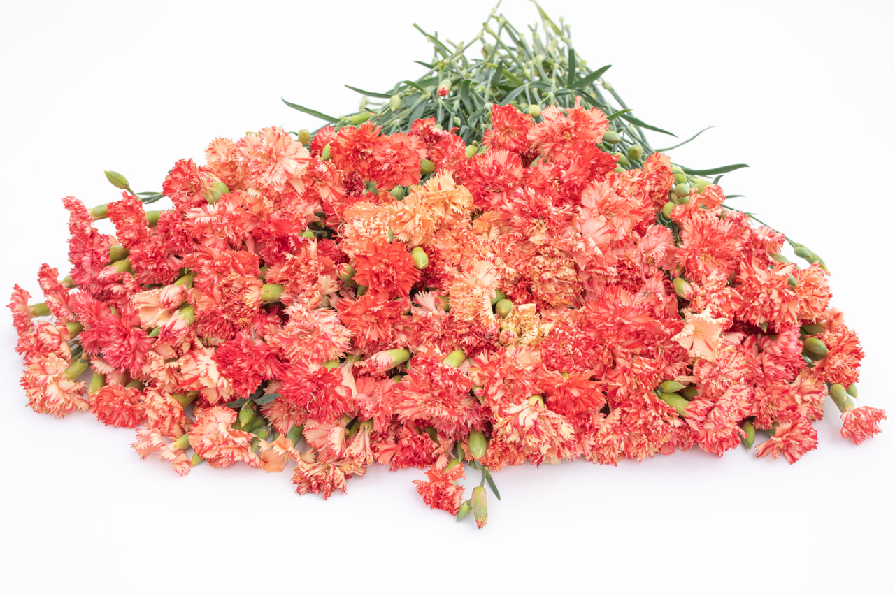 Nellike Chabaud Orange Sherbet, Loukykvět