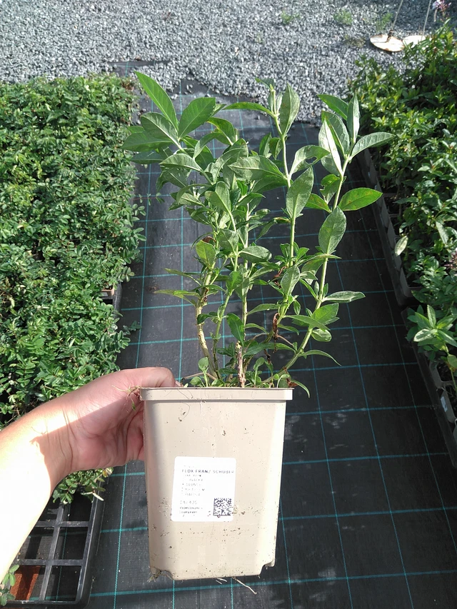 Leimu Franz Schubert - 11. 7. 2025