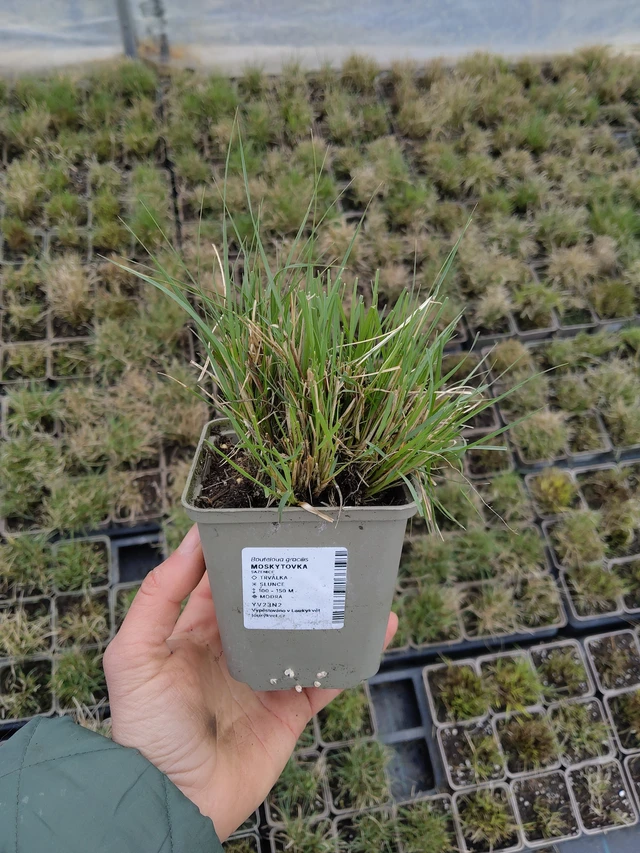 Moskiittoruoho - 21. 4. 2026