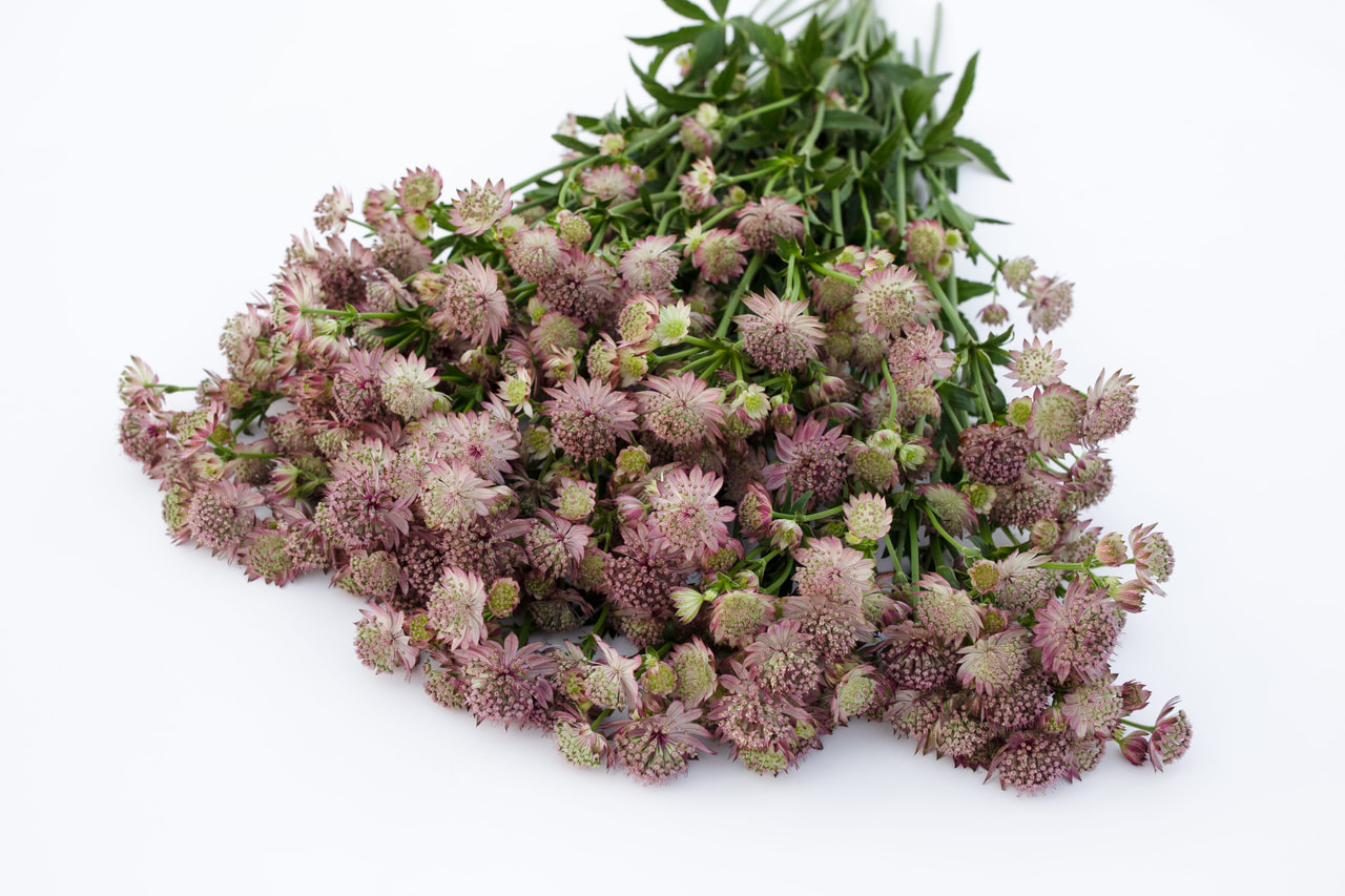 Tähtiputki Roma, Loukykvět