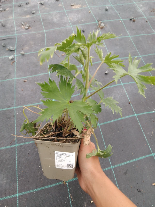 Ritarinkannus Benary’s Pacific Astolat - 10. 9. 2025