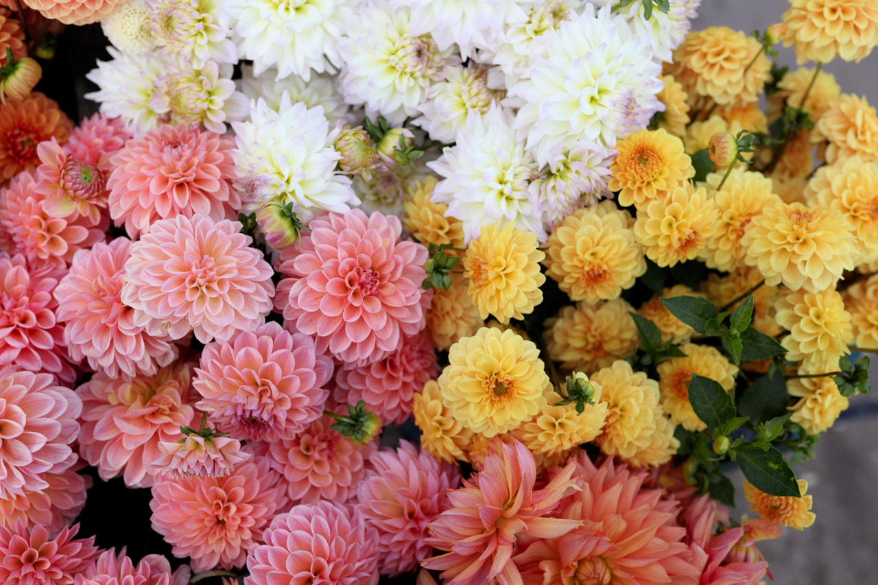 Daalia Mix, Loukykvět