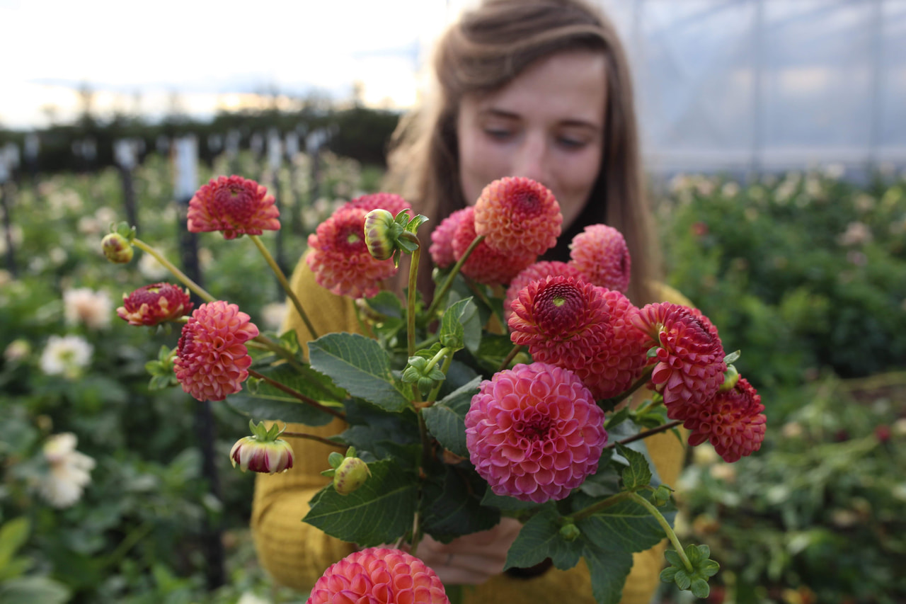Daalia Burlesca, Loukykvět