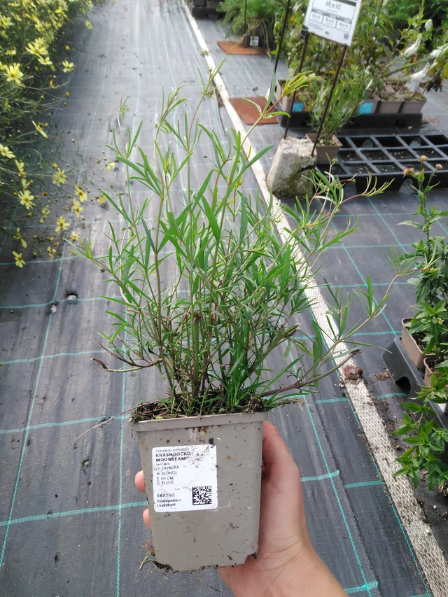 Coreopsis Moonbeam - 11. 9. 2025