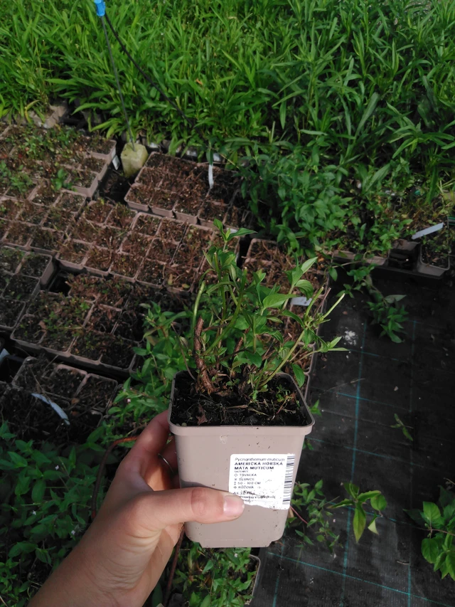 Vuoriminttu Muticum - 2024