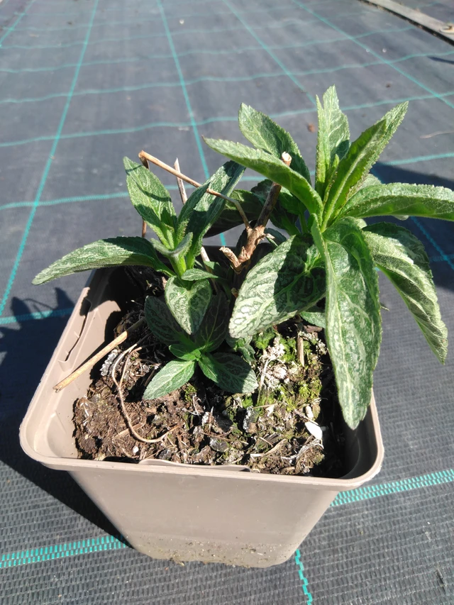 Tähkätädyke Skyler Pink - 3. 4. 2025