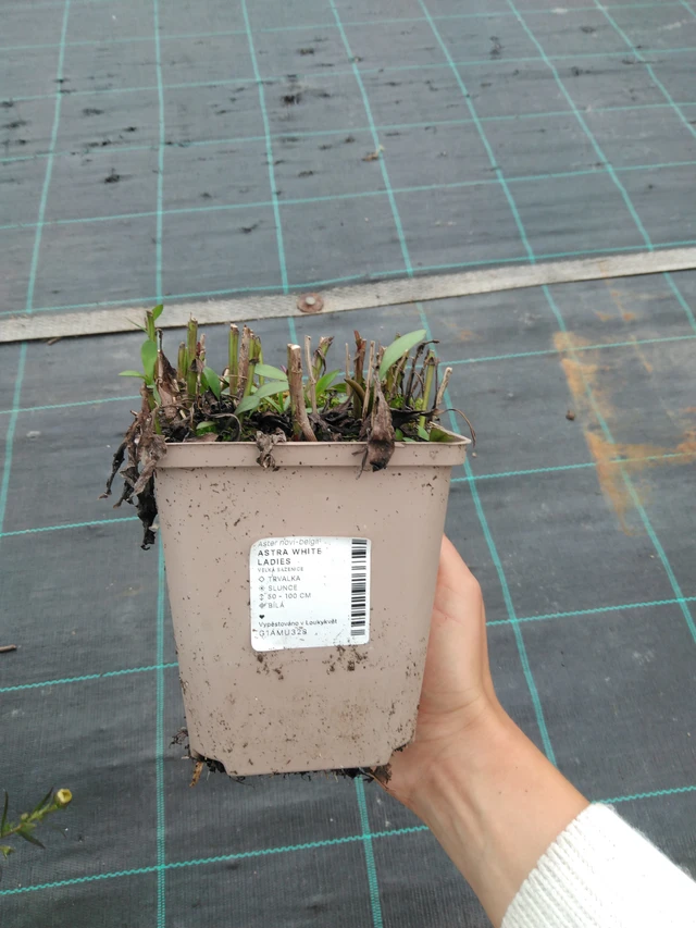 Syysasteri White Ladies - 11. 9. 2025