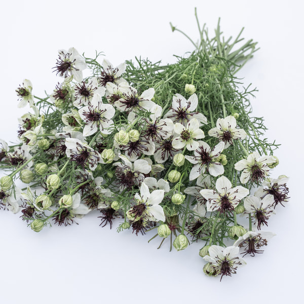Nigella Eclipse (African Bride), Loukykvět