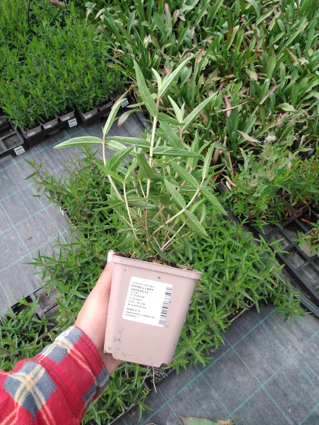 Rantakukka Lady Sackville - 2024