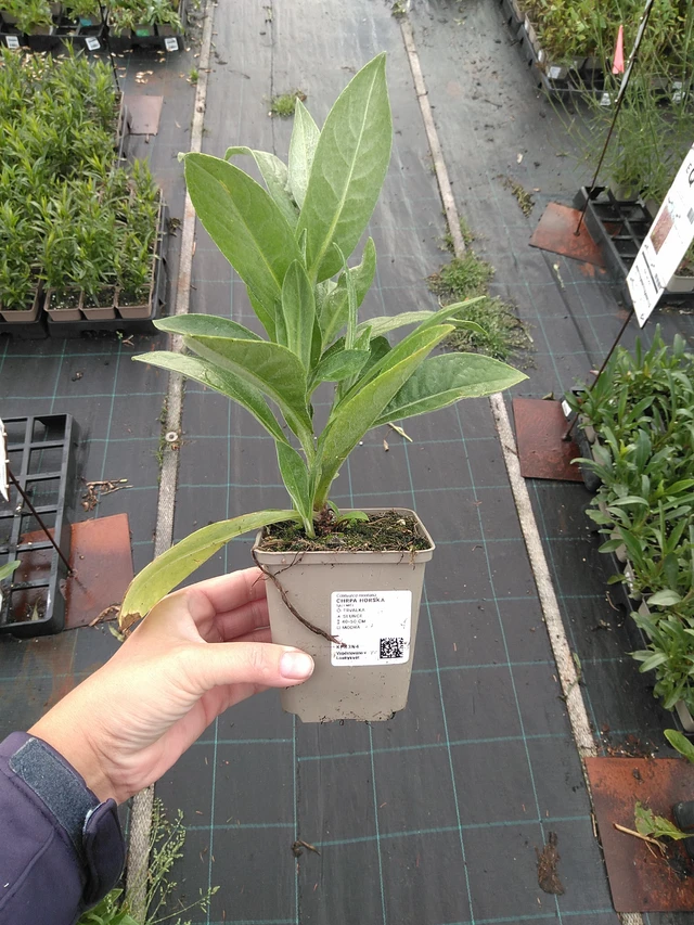 Vuorikaunokki - 11. 7. 2025