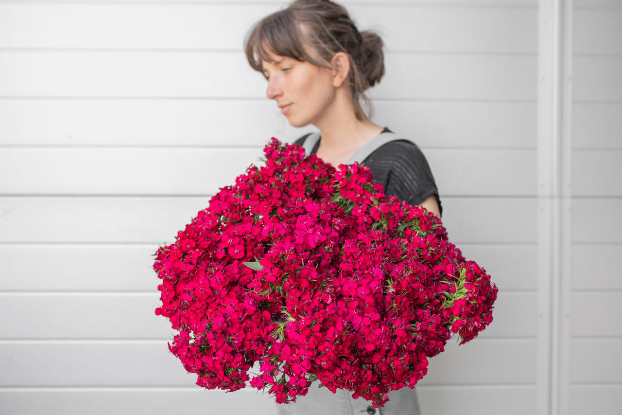 Clavel del poeta Sweet Cherry, Loukykvět