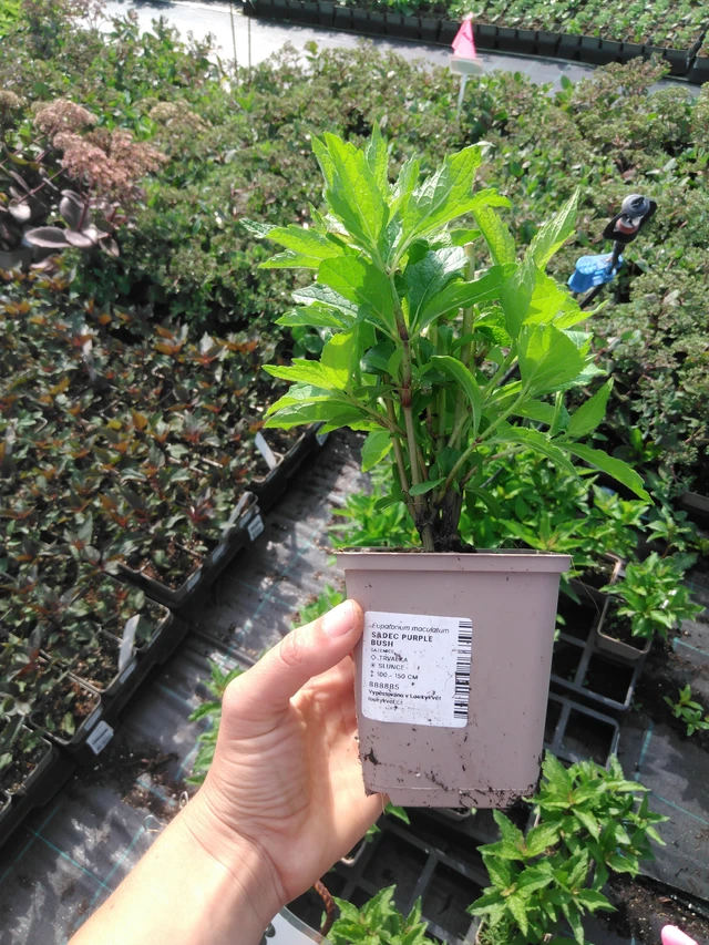 Punalatva Purple Bush - 2024