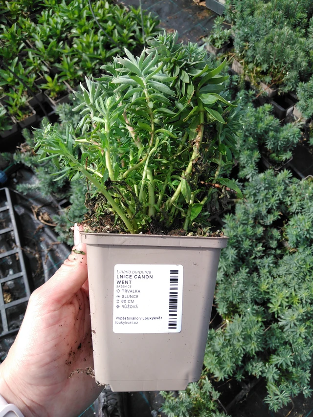 Purppurakannusruoho Canon Went - 2024