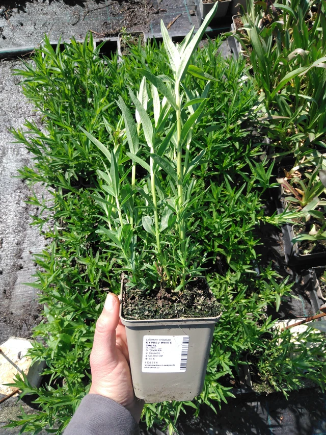 Rantakukka White Swirl - 13. 5. 2025