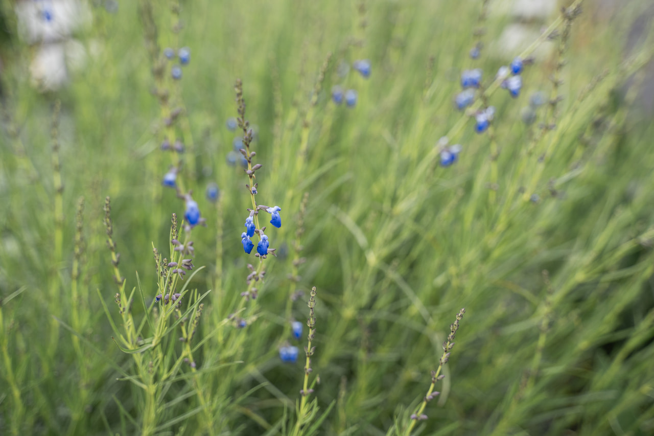 Salvia lavandulifolia, Loukykvět