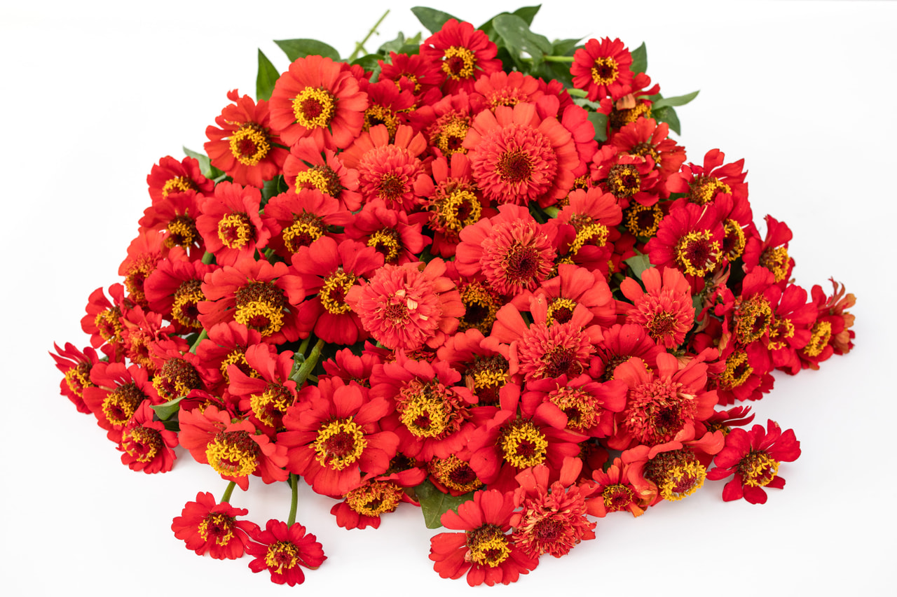 Pruudisõlg Zinderella Red, Loukykvět